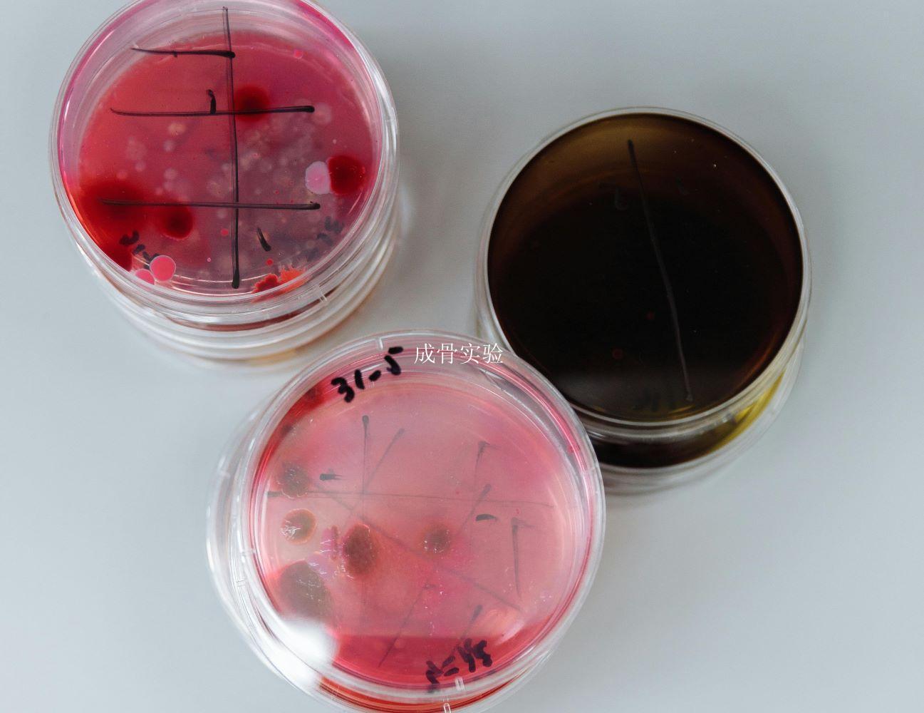 成骨实验