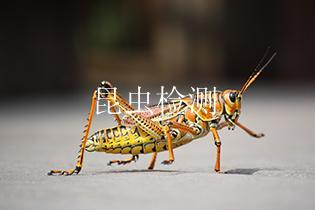 昆虫检测